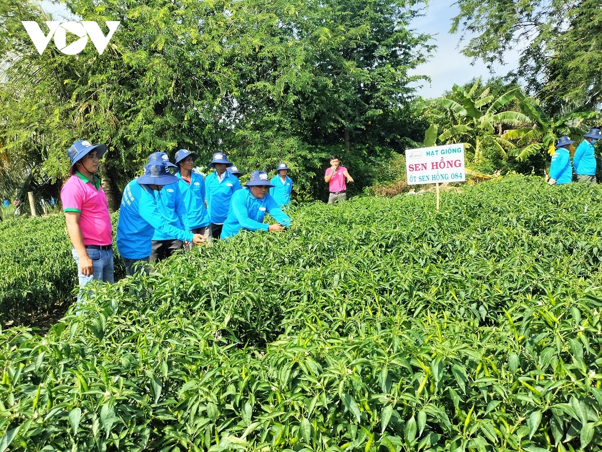 trong cay ot luan canh duoi chan ruong giup nong dan tien giang lam giau hinh anh 1