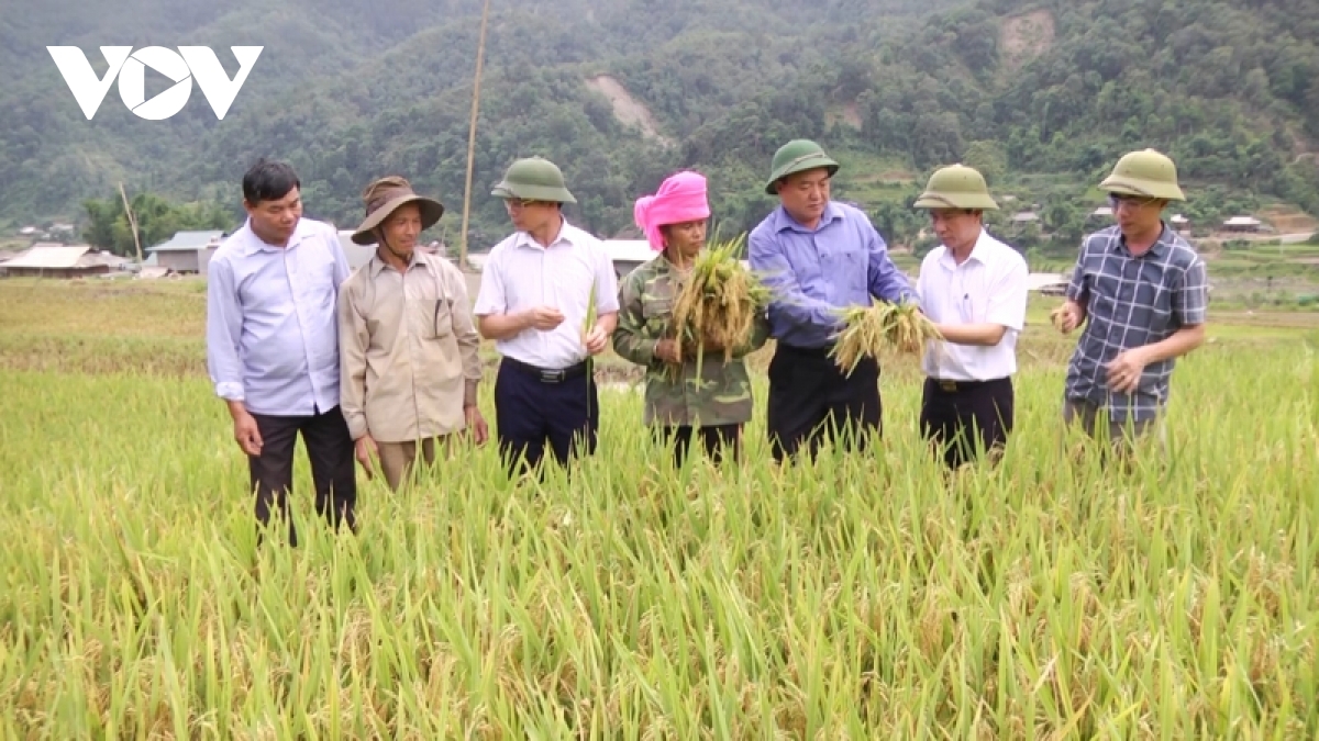 nong dan vung cao lam giau tu chinh manh dat que huong hinh anh 2