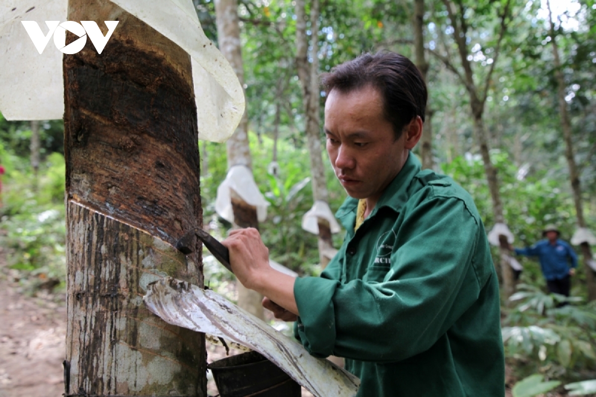 lai chau phuc hoi kinh te nhanh sau dai dich hinh anh 1