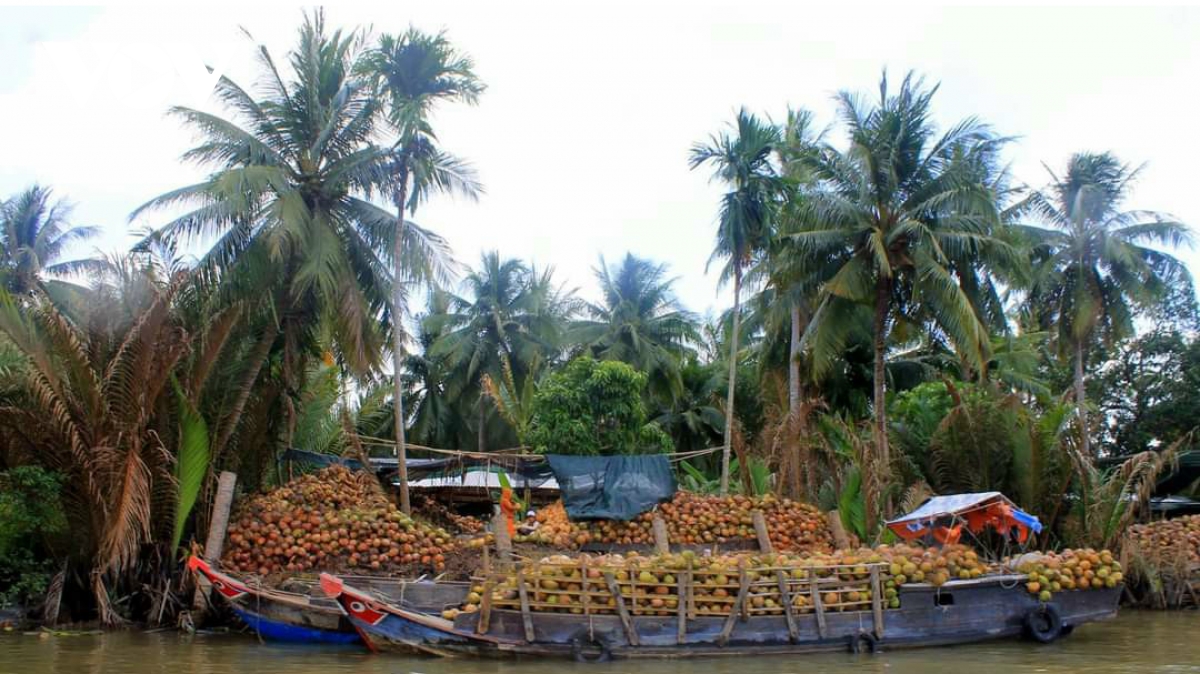  giai cuu trai dua kho dang e am tai thu phu hinh anh 1