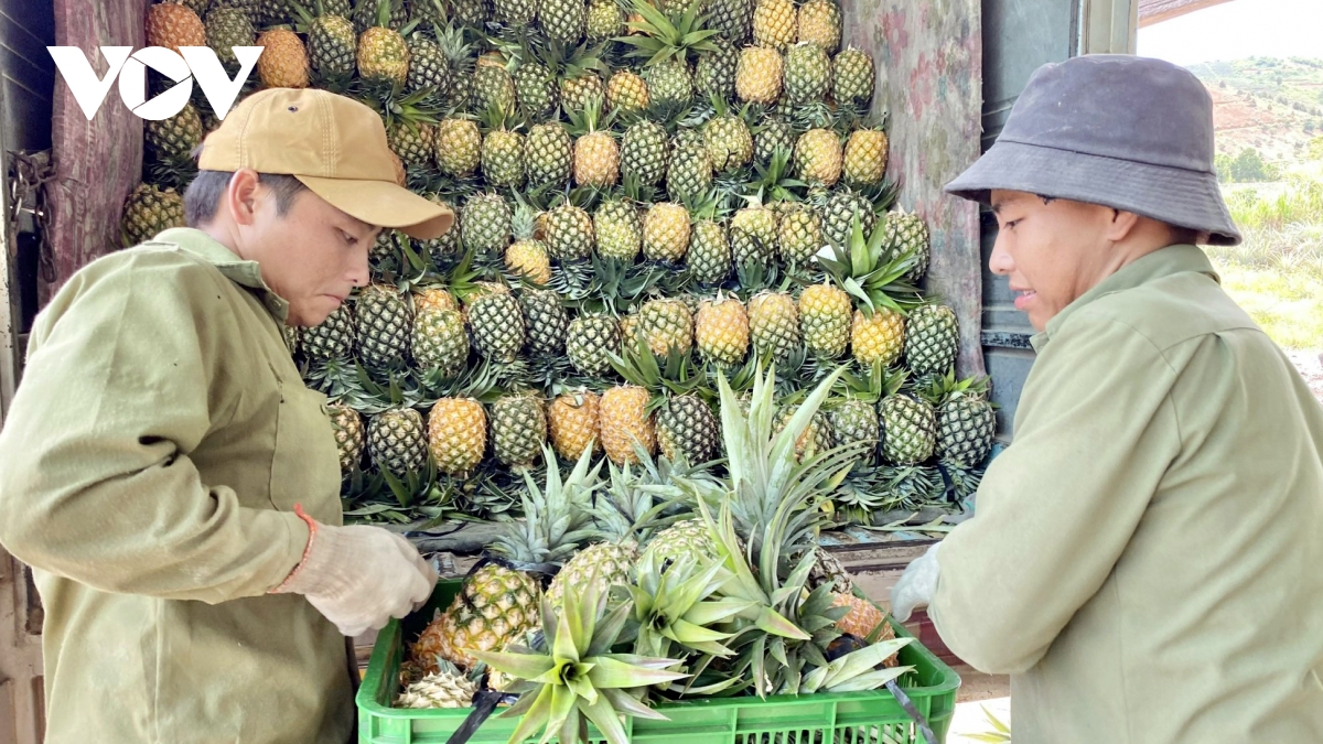 trai dua doi cho khien nong dan krong bong Dak lak thua lo hinh anh 1