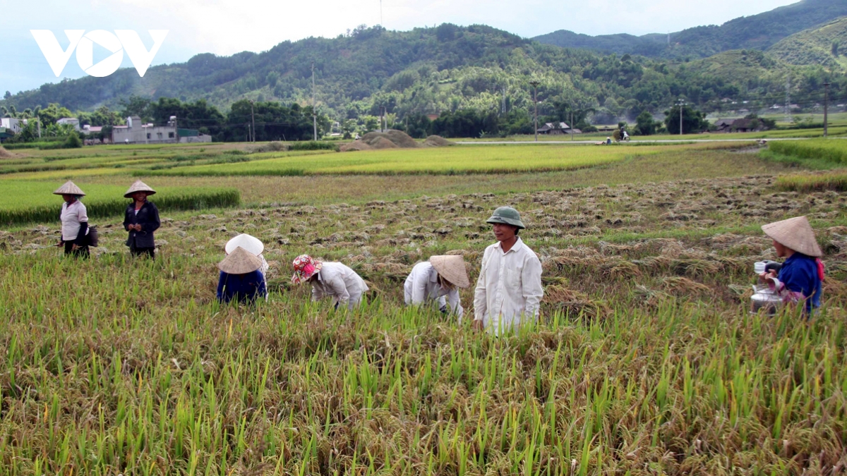 thuong hieu gao seng cu deo thom nuc tieng vuon xa hinh anh 1