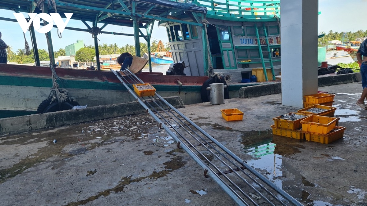 tau ca nam bo la liet, nganh khai thac-che bien thuy san tai kien giang gap kho hinh anh 2