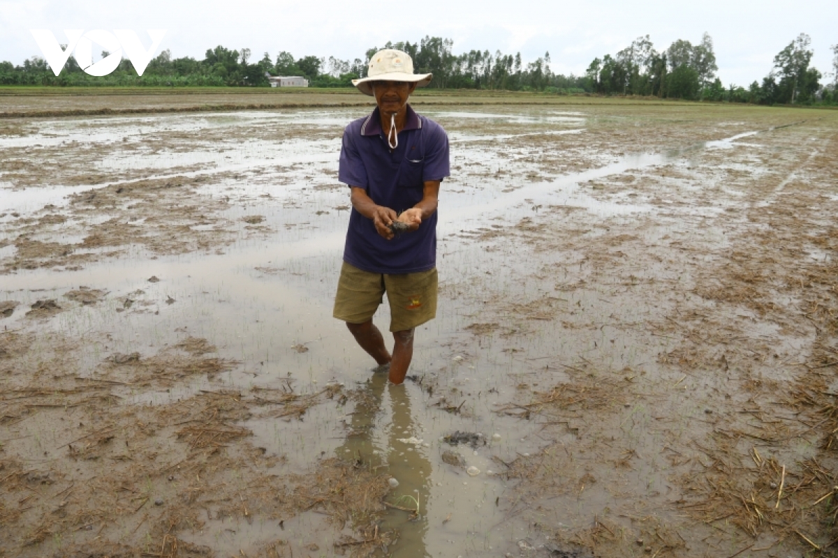 mua keo dai gay do nga, ngap ung hang nghin ha lua, vuon cay an trai hinh anh 1