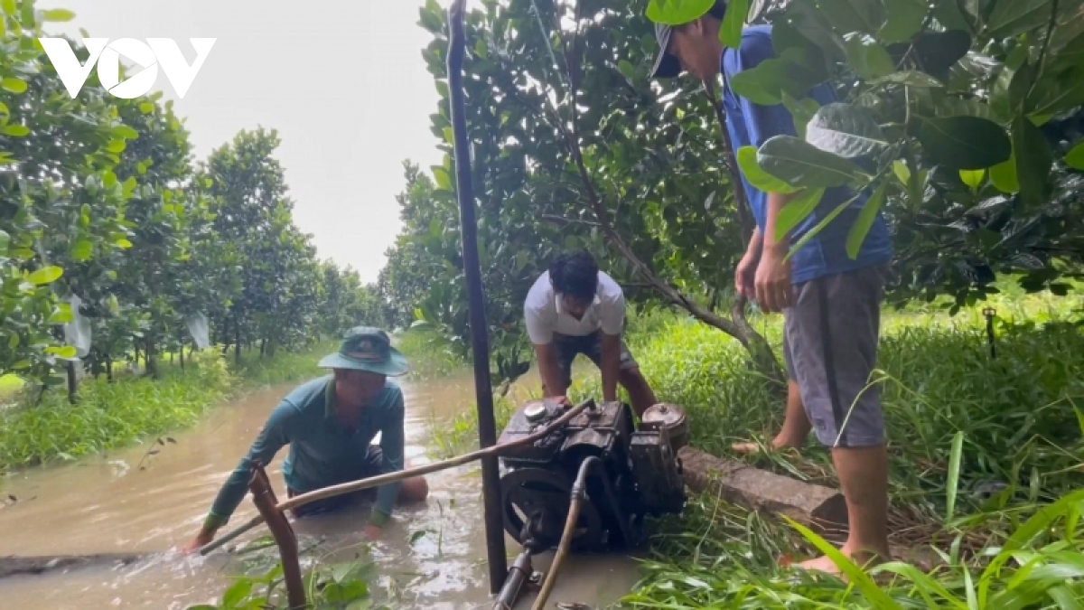 mua keo dai gay do nga, ngap ung hang nghin ha lua, vuon cay an trai hinh anh 4