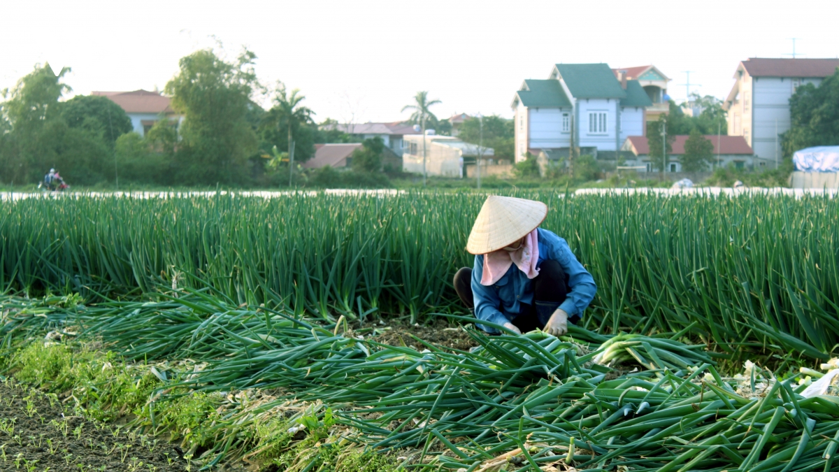ca nuoc da cap 3.646 ma so vung trong doi voi rau, cu qua hinh anh 1