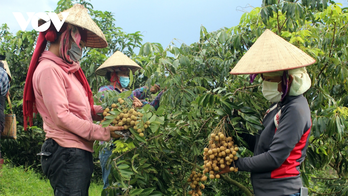 son la xuat khau nong san hang hoa dat gan 77 trieu usd hinh anh 1