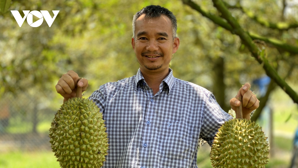 nong dan mua phai cay giong gia, ai boi thuong hinh anh 2