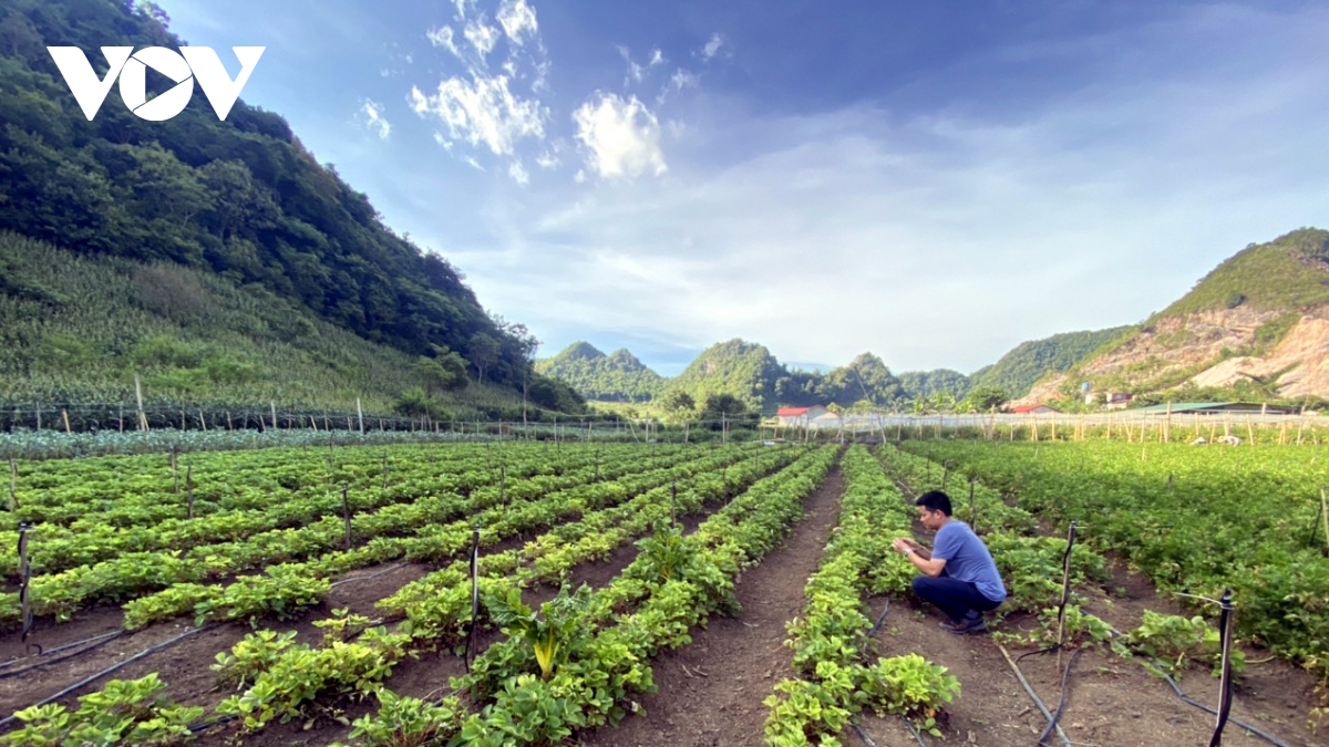  lam 1 vu, lai ca nam nho rau mau trai vu o moc chau hinh anh 2