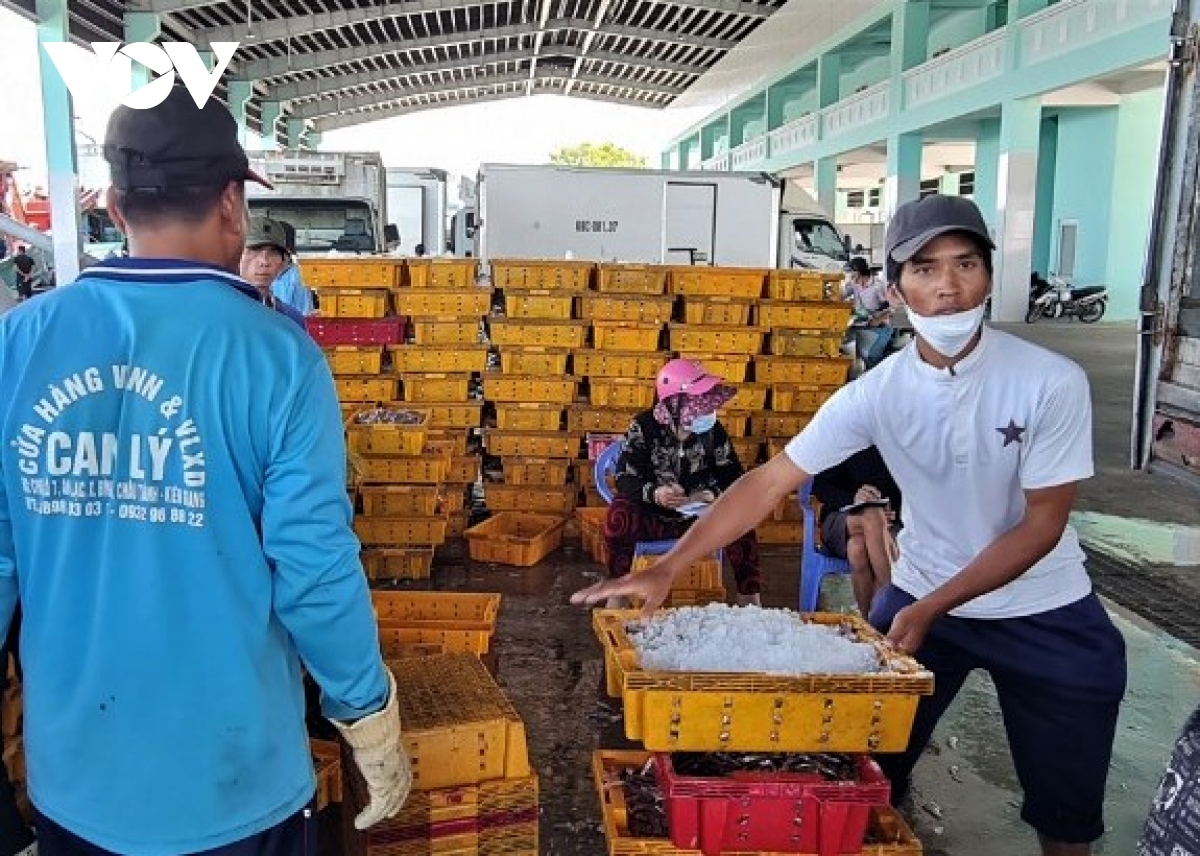 gia dau giam, ngu dan Dbscl ra khoi nhung van lo hinh anh 2