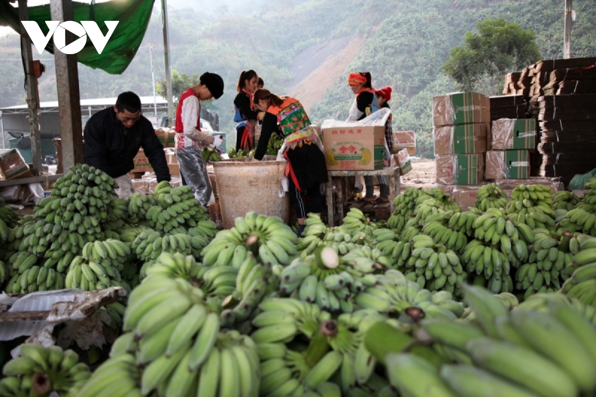 lai chau phuc hoi kinh te nhanh sau dai dich hinh anh 3