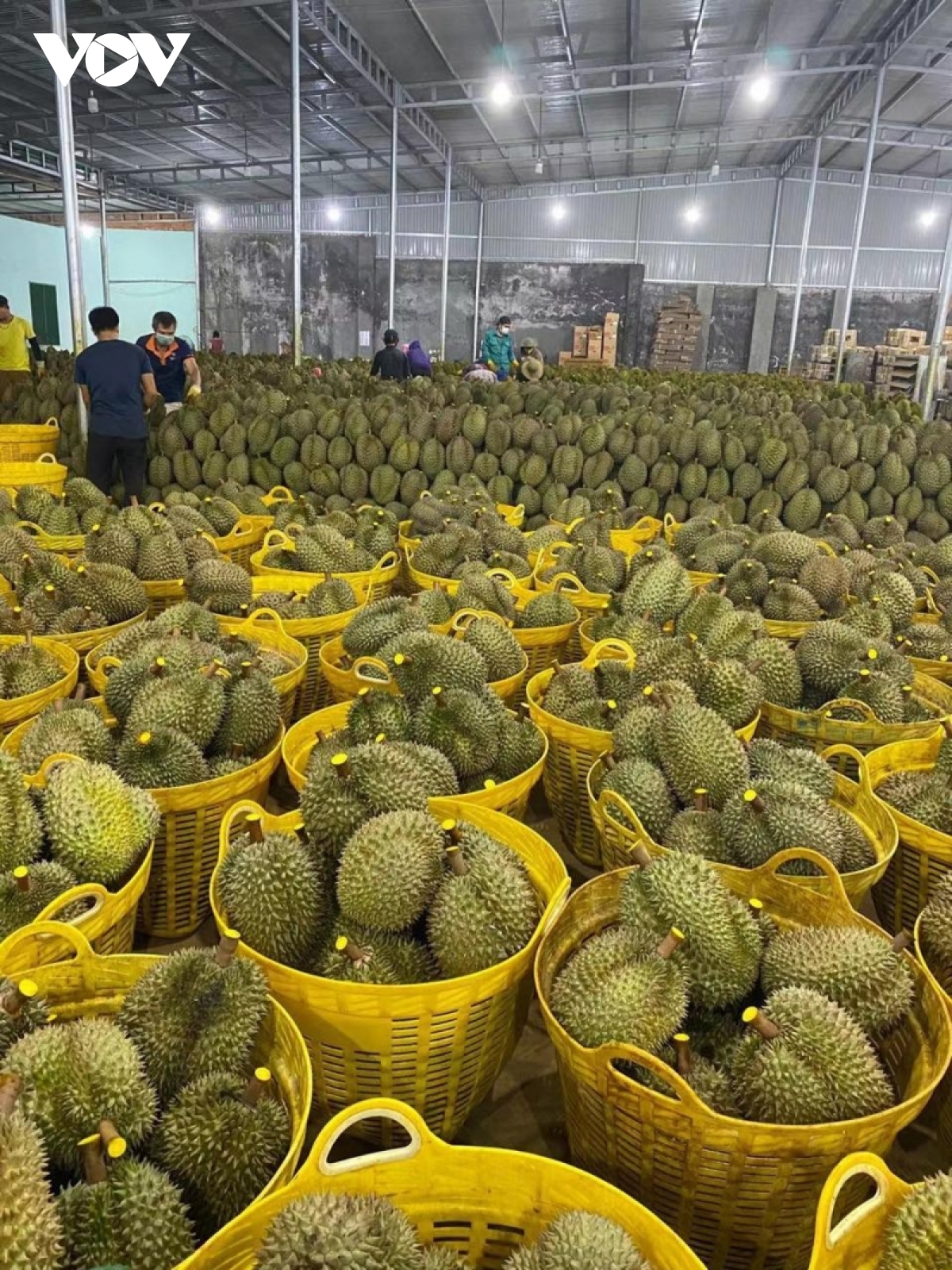 sau rieng Dak lak truoc co hoi thi truong trung quoc mo cua hinh anh 2