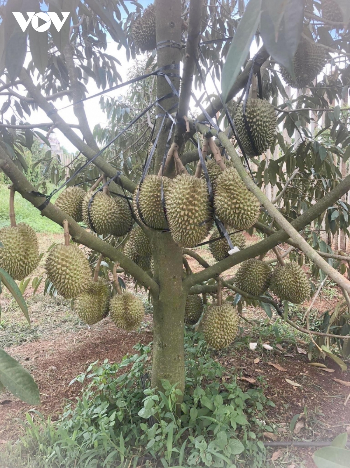 sau rieng Dak lak truoc co hoi thi truong trung quoc mo cua hinh anh 1