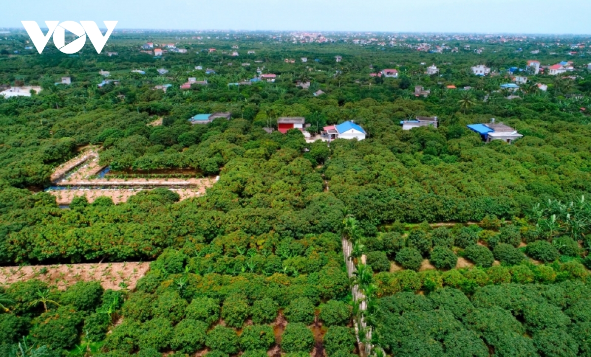 nong dan hai duong voi chuyen doi so hinh anh 1