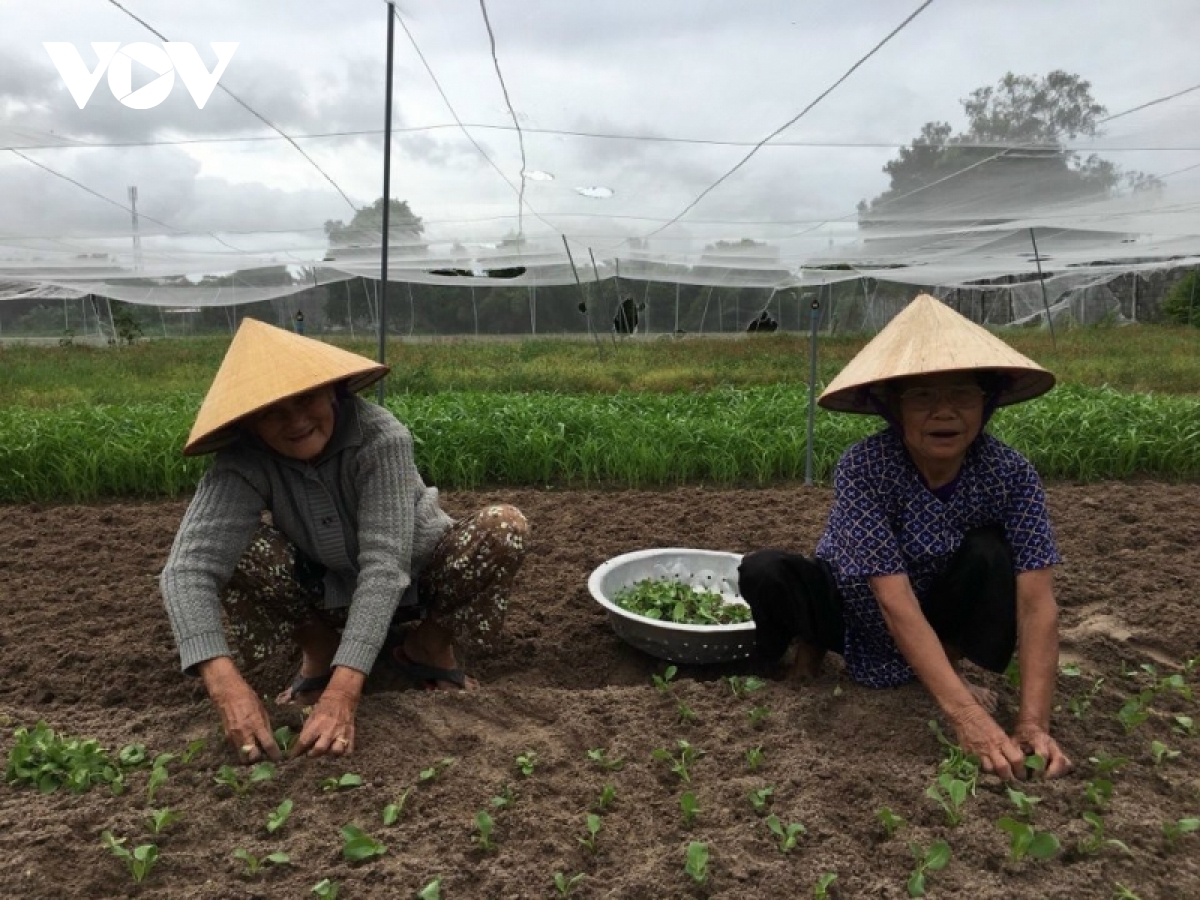 nha vuon trong rau sach o tp.hcm kho tu dau vao den dau ra hinh anh 2