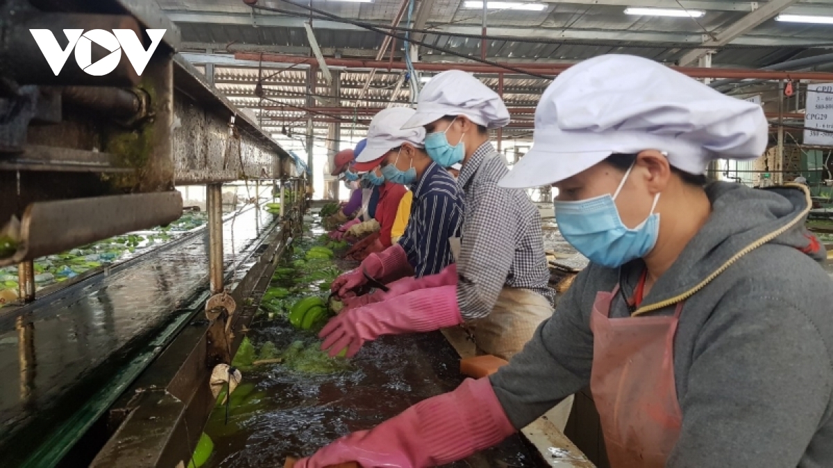 doanh nghiep xuat khau nong san can bat tay nhau vuot kho hinh anh 2