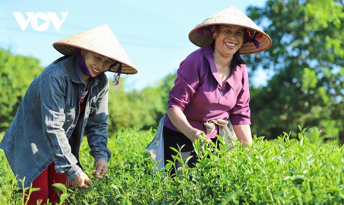 tham vung trong che tung di paris o quang ninh hinh anh 5