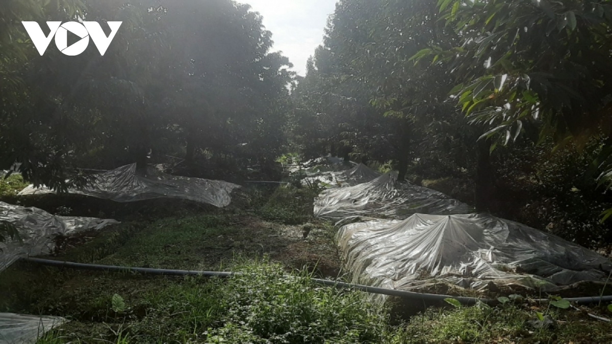 sau rieng tien giang trung vu, nhung cung khong du cau hinh anh 2