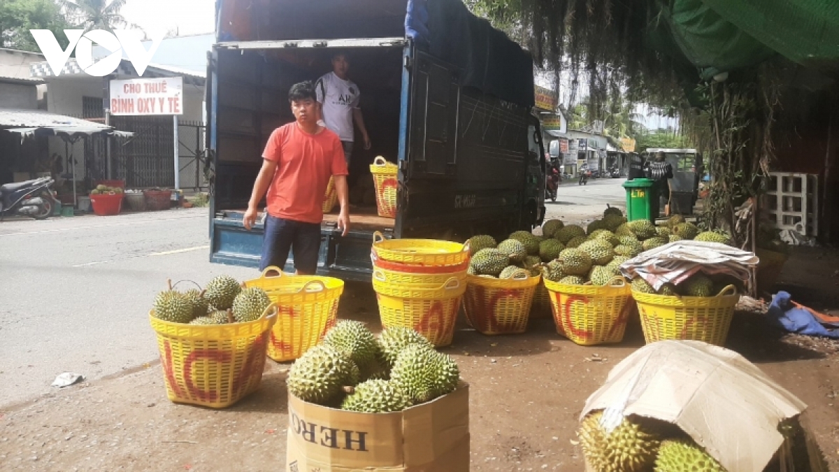 sau rieng tien giang trung vu, nhung cung khong du cau hinh anh 1
