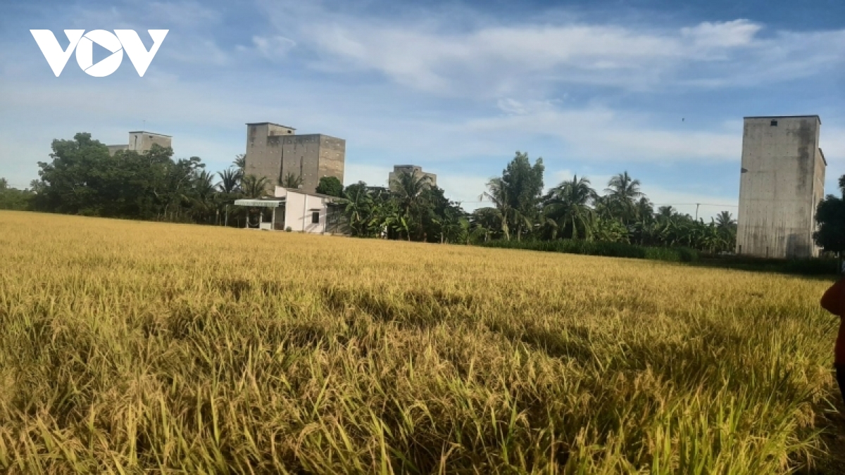lua huu co vu lua he thu len ngoi, loi nhuan hon 20 trieu dong ha hinh anh 1