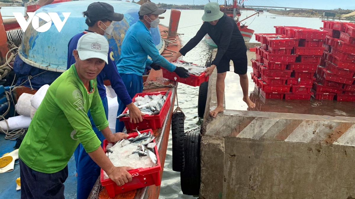 ngu dan quang binh trung dam 250 tan ca nuc, thu 2,4 ty dong hinh anh 3