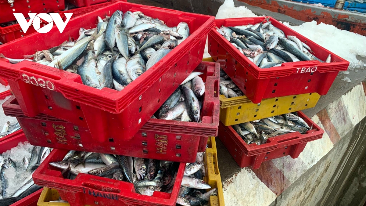 ngu dan quang binh trung dam 250 tan ca nuc, thu 2,4 ty dong hinh anh 4