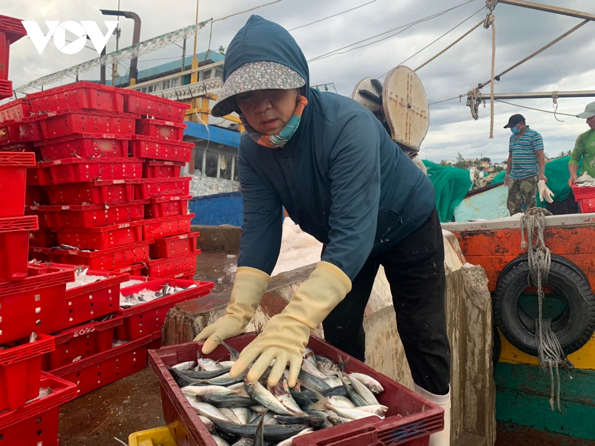 ngu dan quang binh trung dam 250 tan ca nuc, thu 2,4 ty dong hinh anh 5