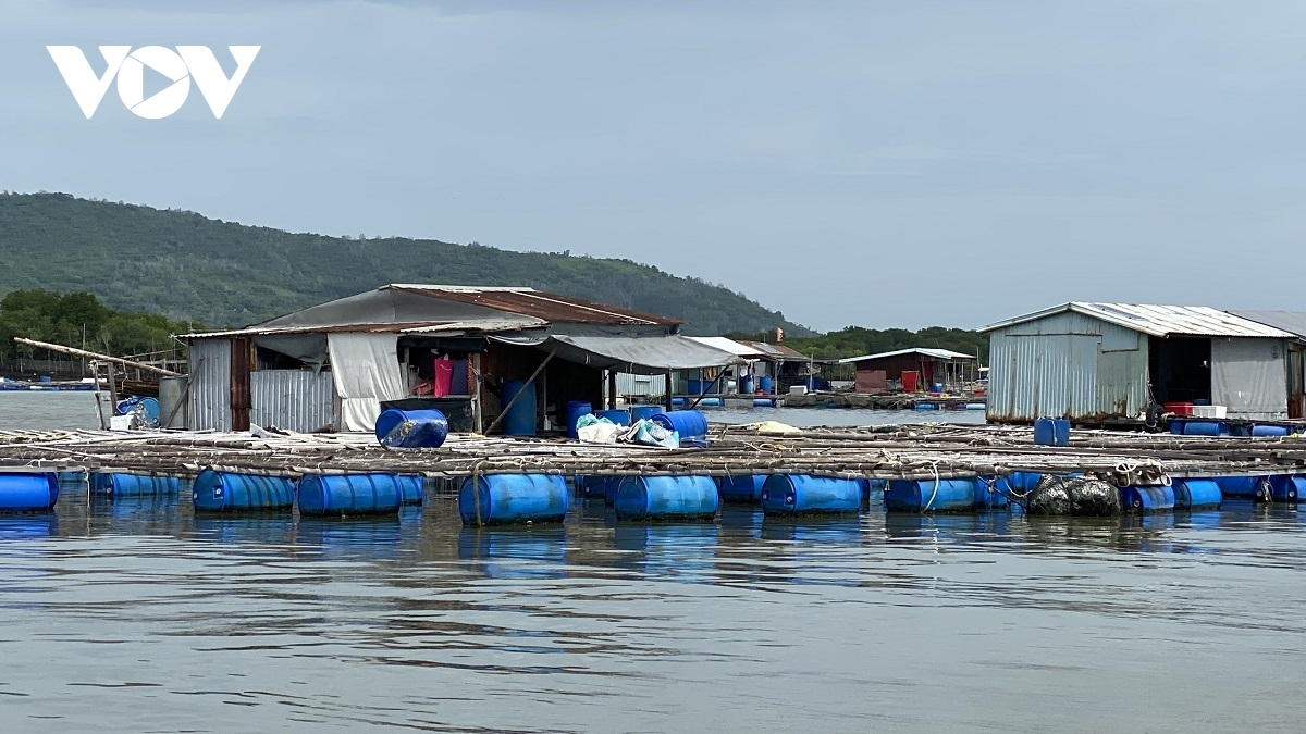 gia ca tang cao, nguoi nuoi long be o ba ria vung tau phan khoi hinh anh 1