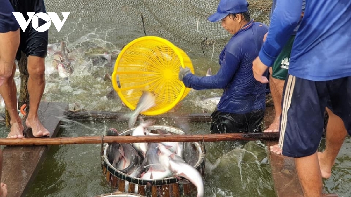 gia mat hang ca tra xuat khau tang hinh anh 3