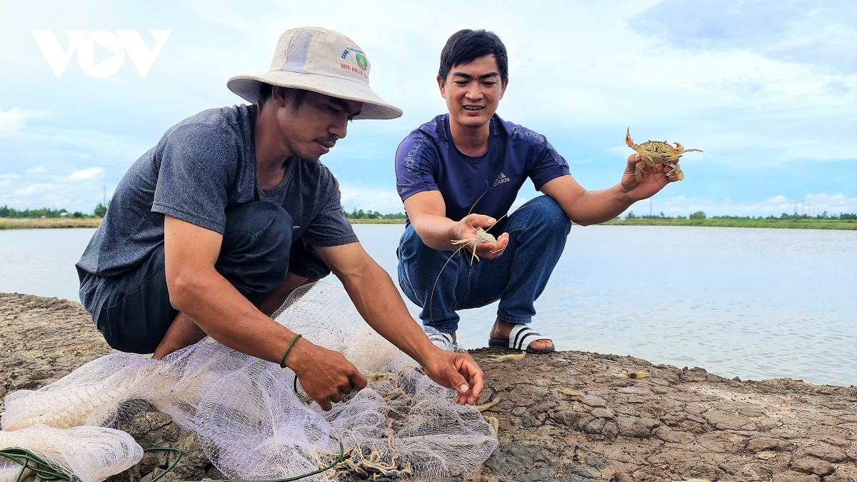 nong dan ca mau an nen lam ra nho duoc dao tao nghe nuoi tom, cua hinh anh 1