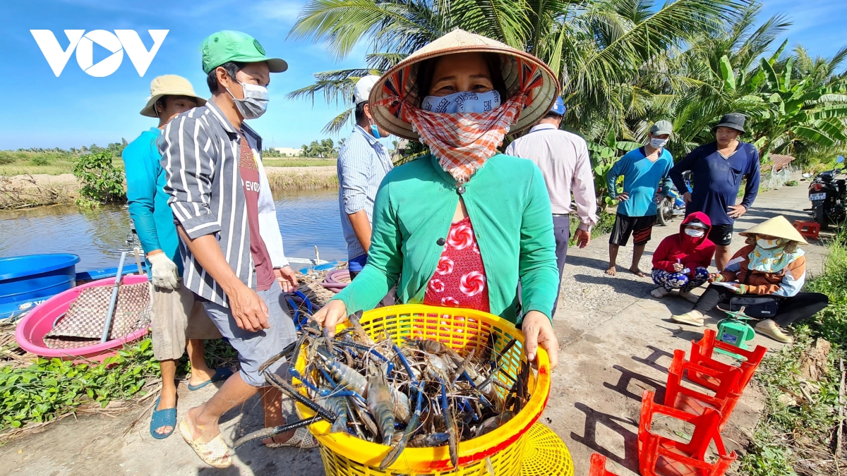 nong dan ca mau an nen lam ra nho duoc dao tao nghe nuoi tom, cua hinh anh 2