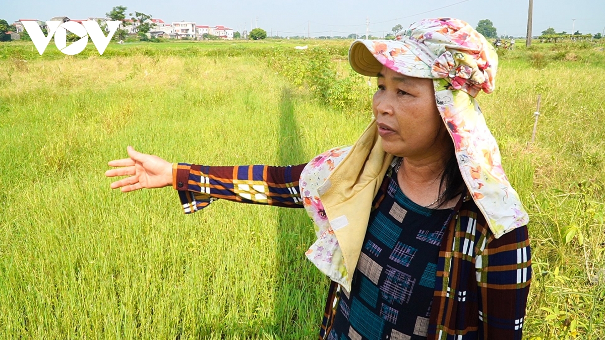 nhie u khuc mac trong den bu giai phong mat bang kcn o yen phong, ba c ninh hinh anh 2