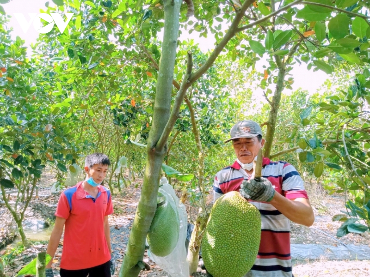 nhieu trien vong xuat khau nong san viet nam sang thi truong australia hinh anh 2