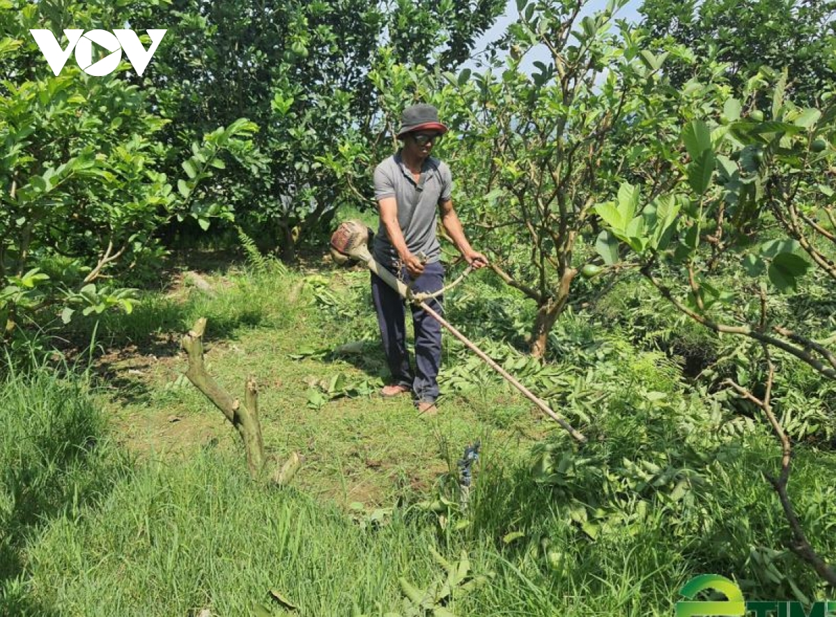 nong dan quang nam lam giau tu trong cay an qua hinh anh 2