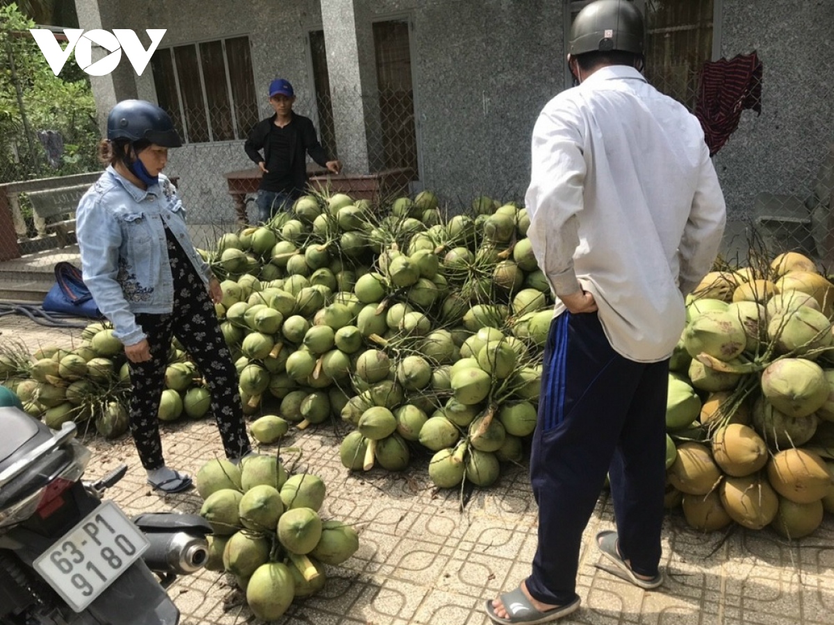 trai dua rot gia the tham do mua bao keo dai hinh anh 1