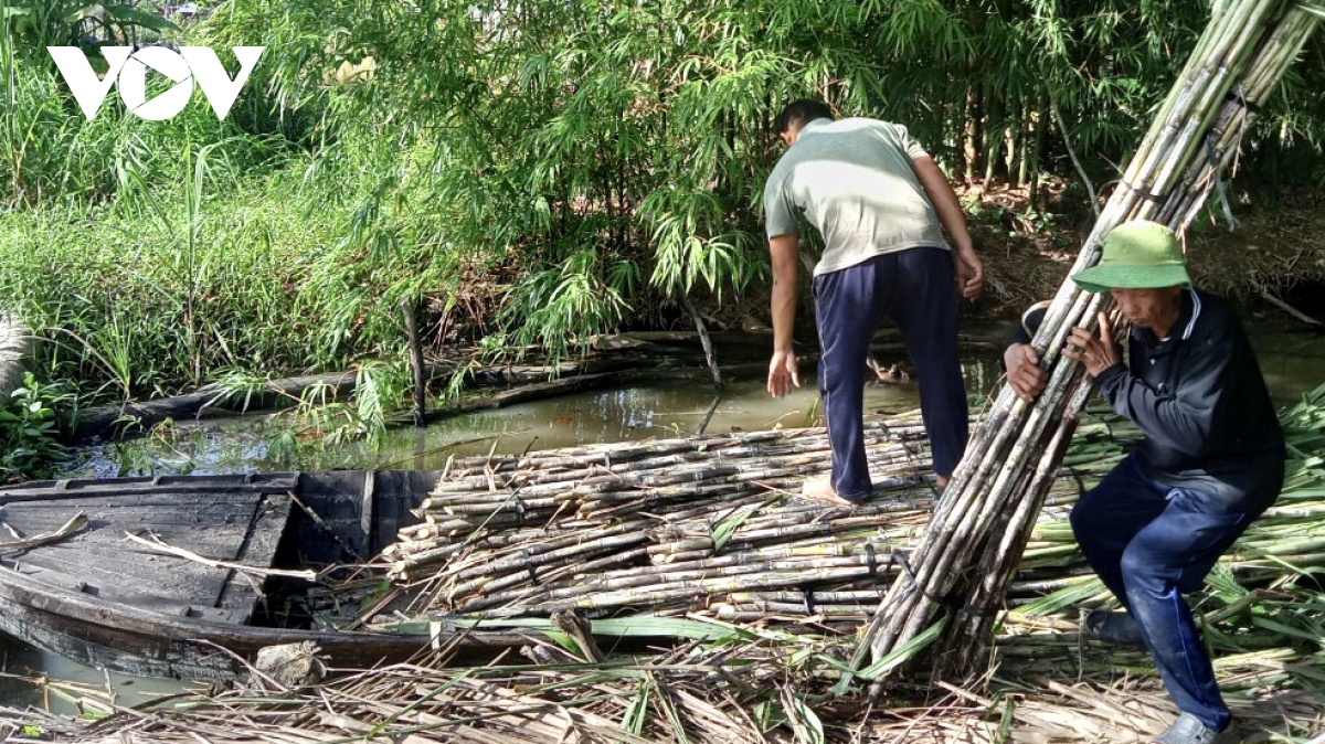 nong dan hau giang phan khoi khi gia mia ban chuc cao ky luc hinh anh 1