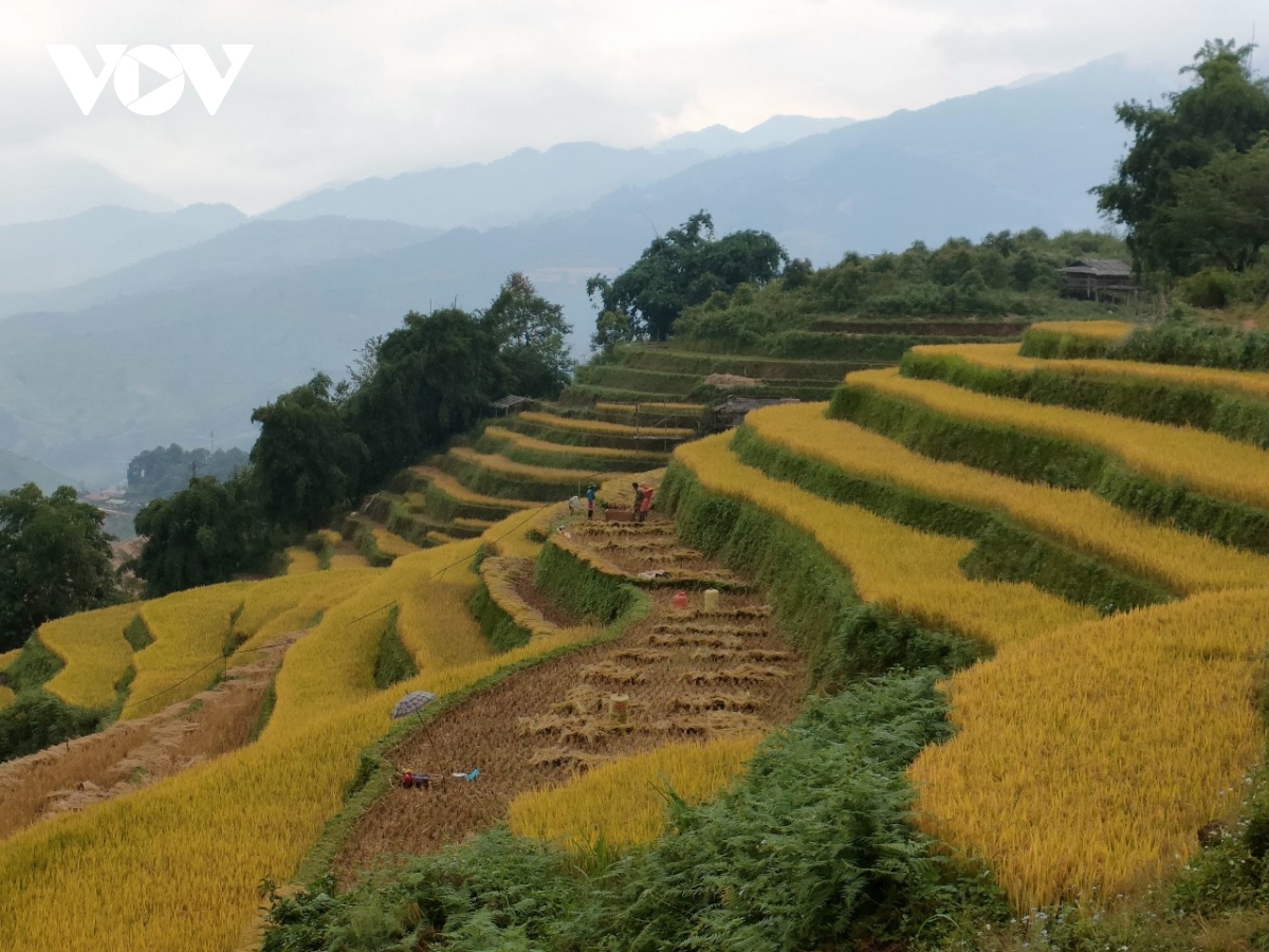 lua chin vang tren nhung trien ruong mu cang chai hinh anh 9