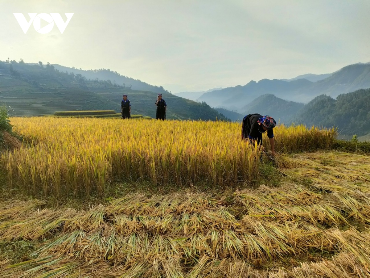 lua chin vang tren nhung trien ruong mu cang chai hinh anh 10