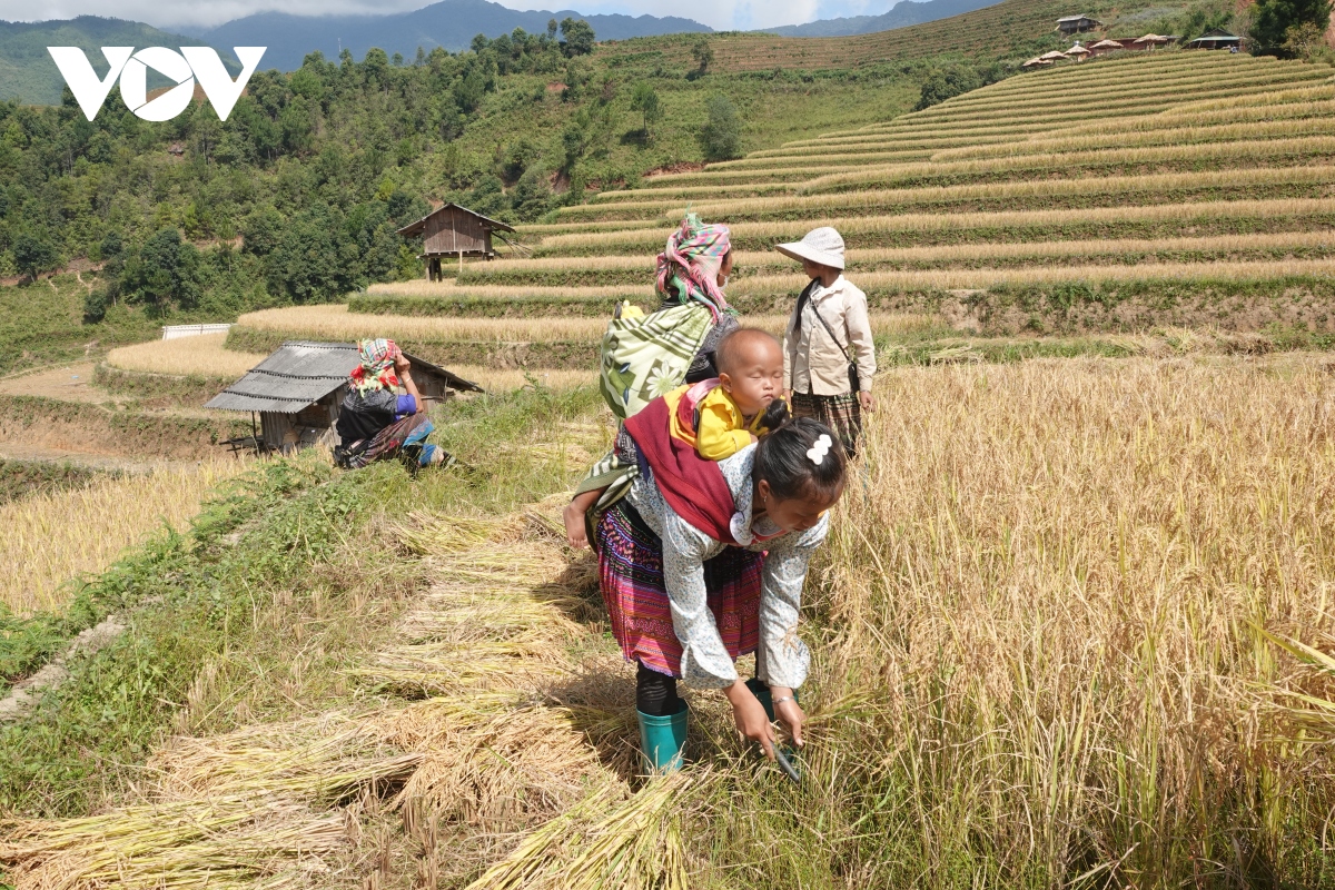 lua chin vang tren nhung trien ruong mu cang chai hinh anh 12