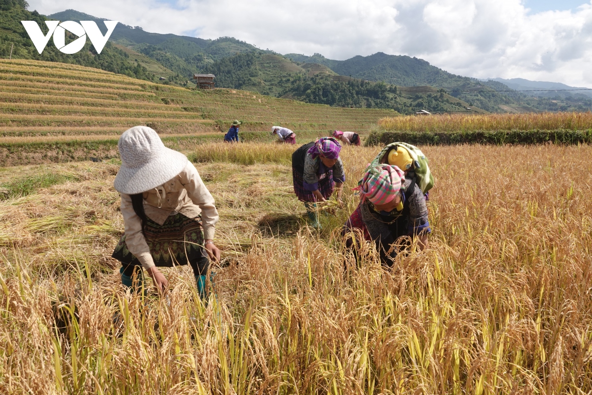 lua chin vang tren nhung trien ruong mu cang chai hinh anh 13