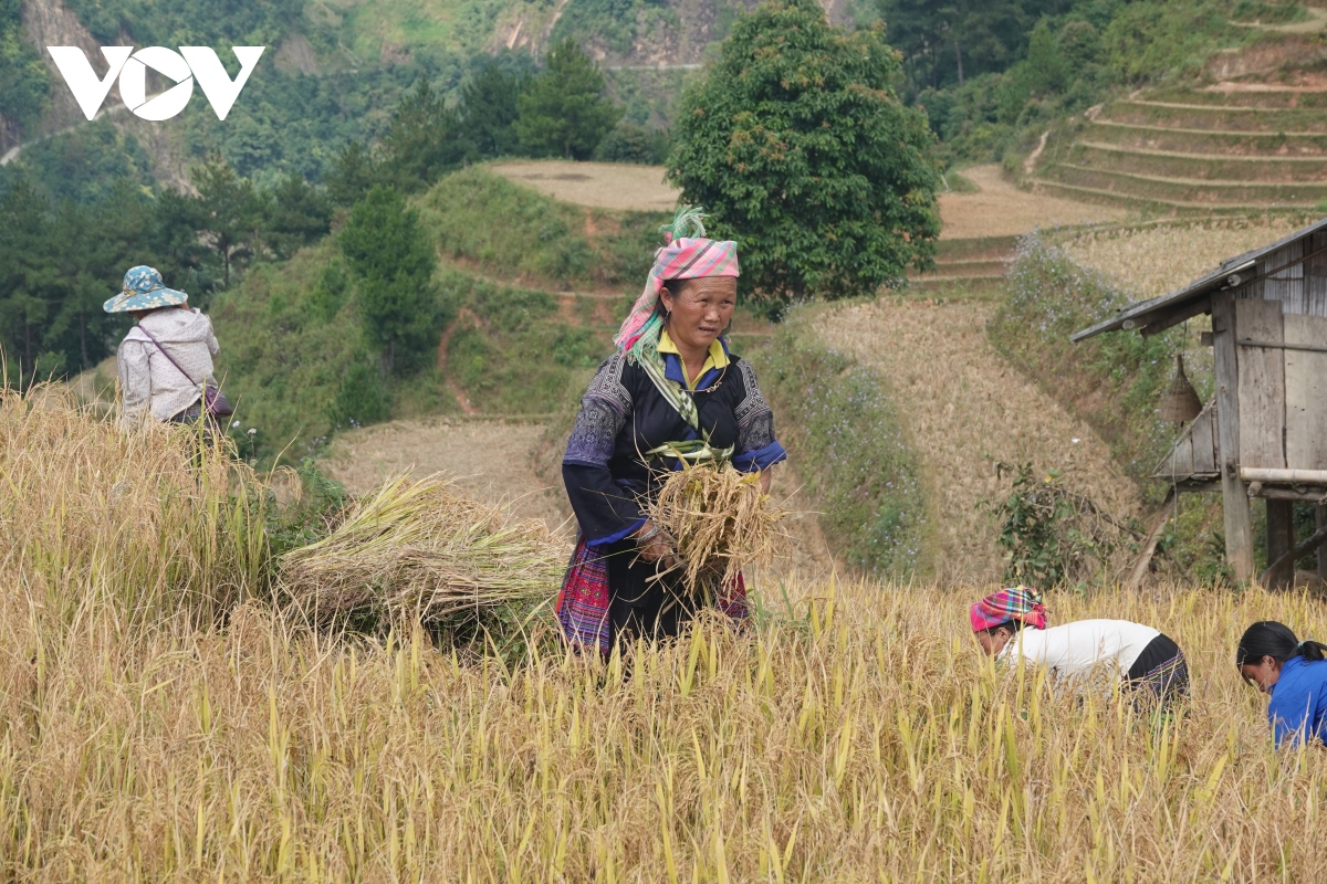 lua chin vang tren nhung trien ruong mu cang chai hinh anh 14