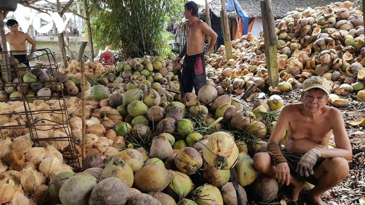 nguoi trong dua ben tre that thu vi thiet hai kep hinh anh 1