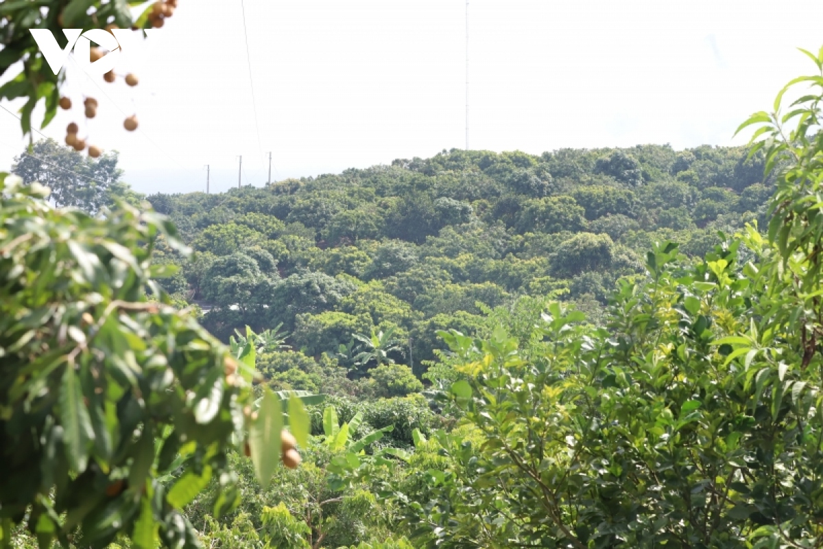 ty phu nong dan noi vung cao yen chau hinh anh 2