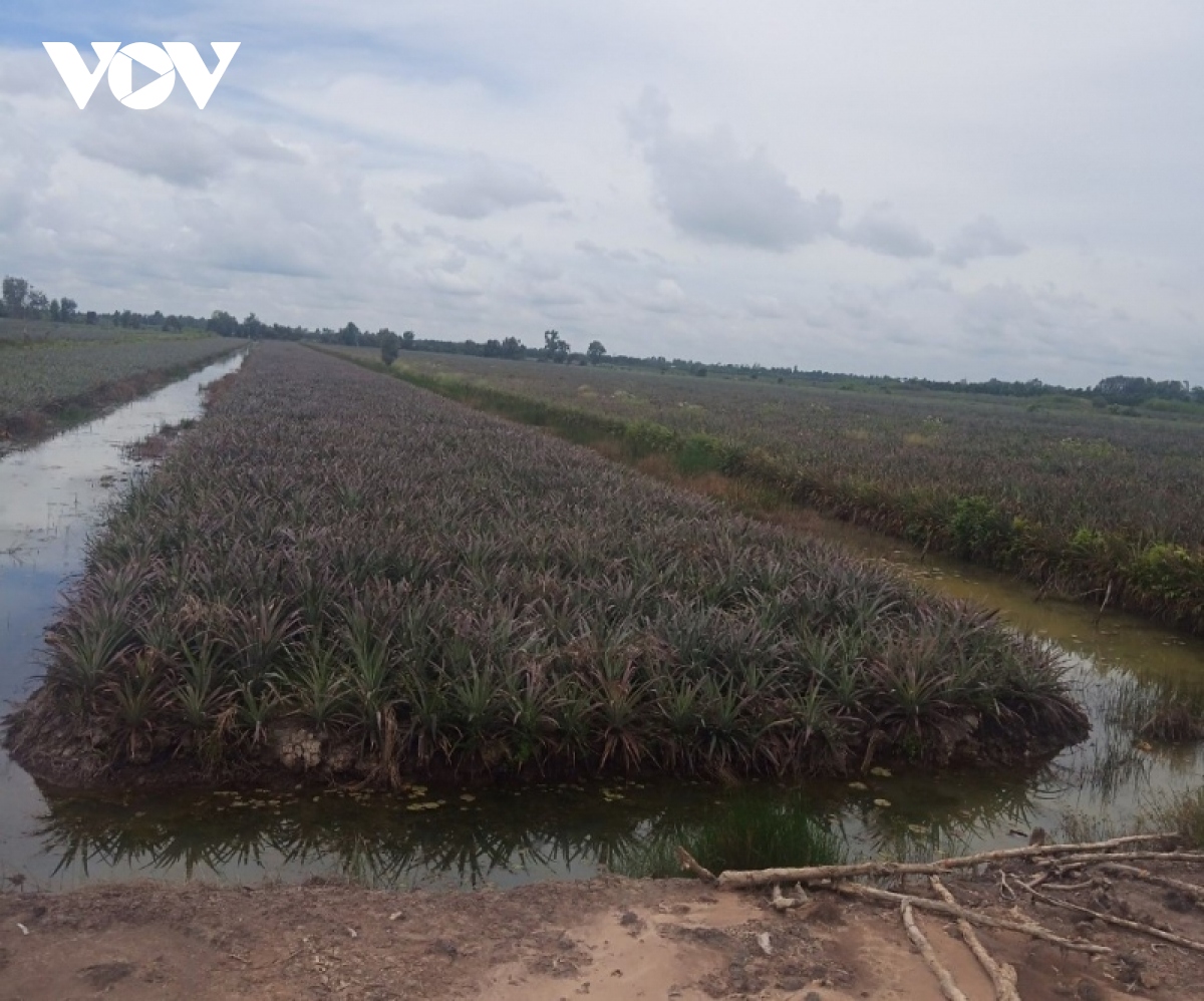 tien giang tich cuc bom nuoc bao ve 16.000 ha dua hinh anh 1