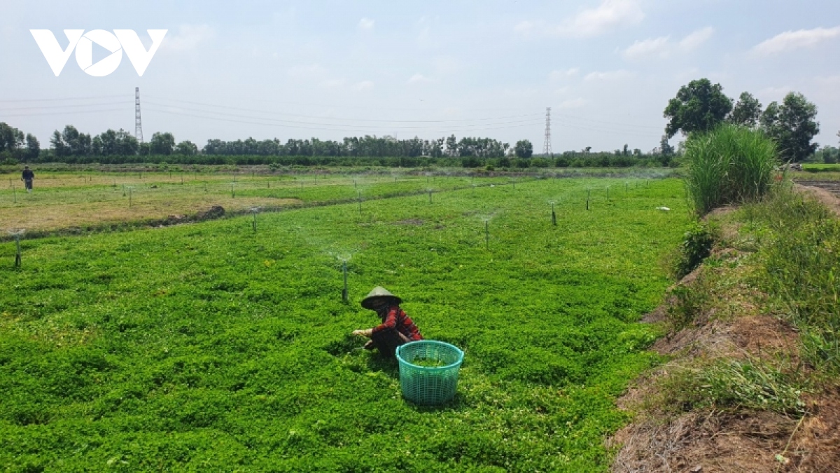 go rao can cho doanh nghiep nong nghiep cong nghe cao hinh anh 2