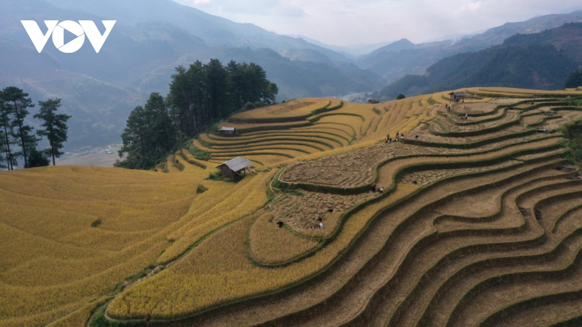 lua chin vang tren nhung trien ruong mu cang chai hinh anh 1