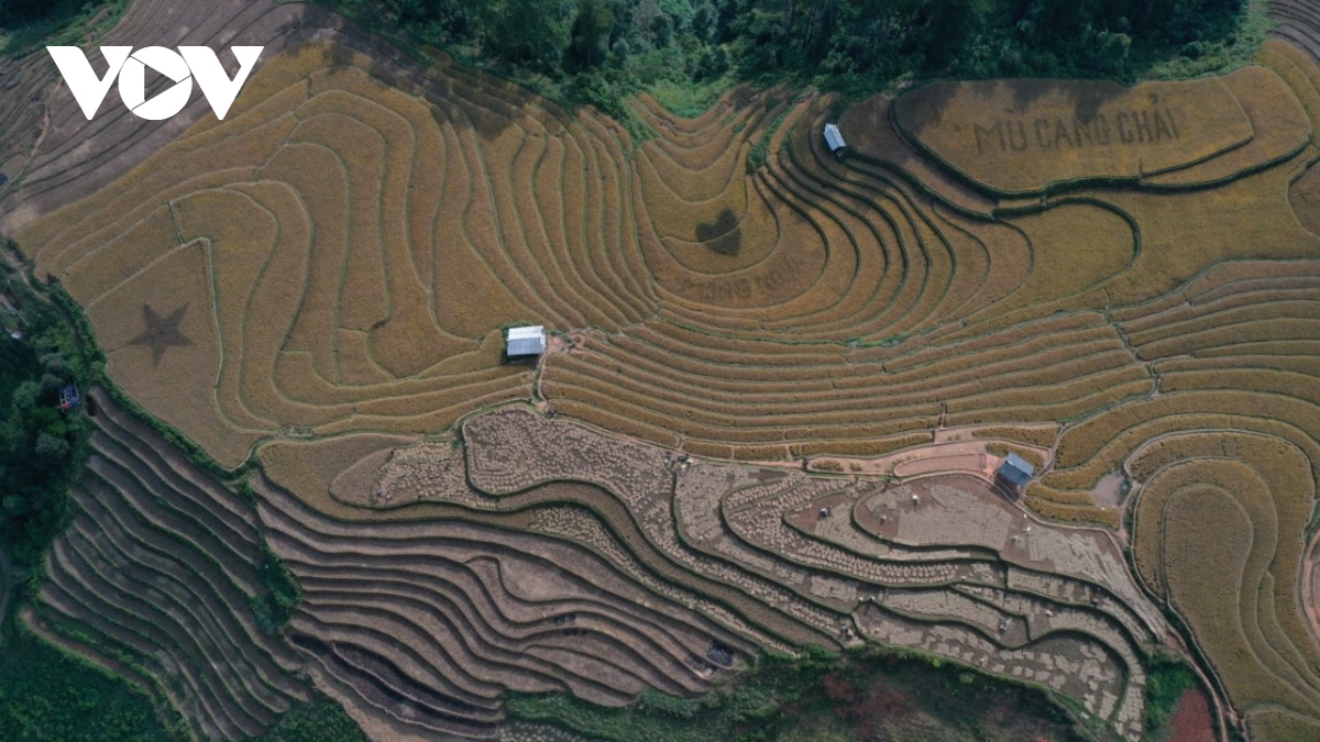 lua chin vang tren nhung trien ruong mu cang chai hinh anh 3