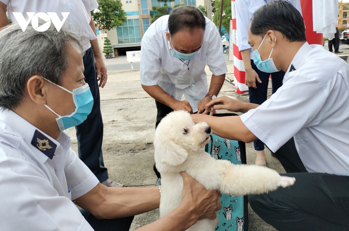 vi sao benh dai bung phat tai tinh ben tre hinh anh 2