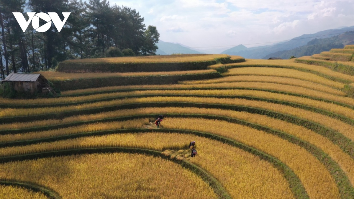 lua chin vang tren nhung trien ruong mu cang chai hinh anh 4