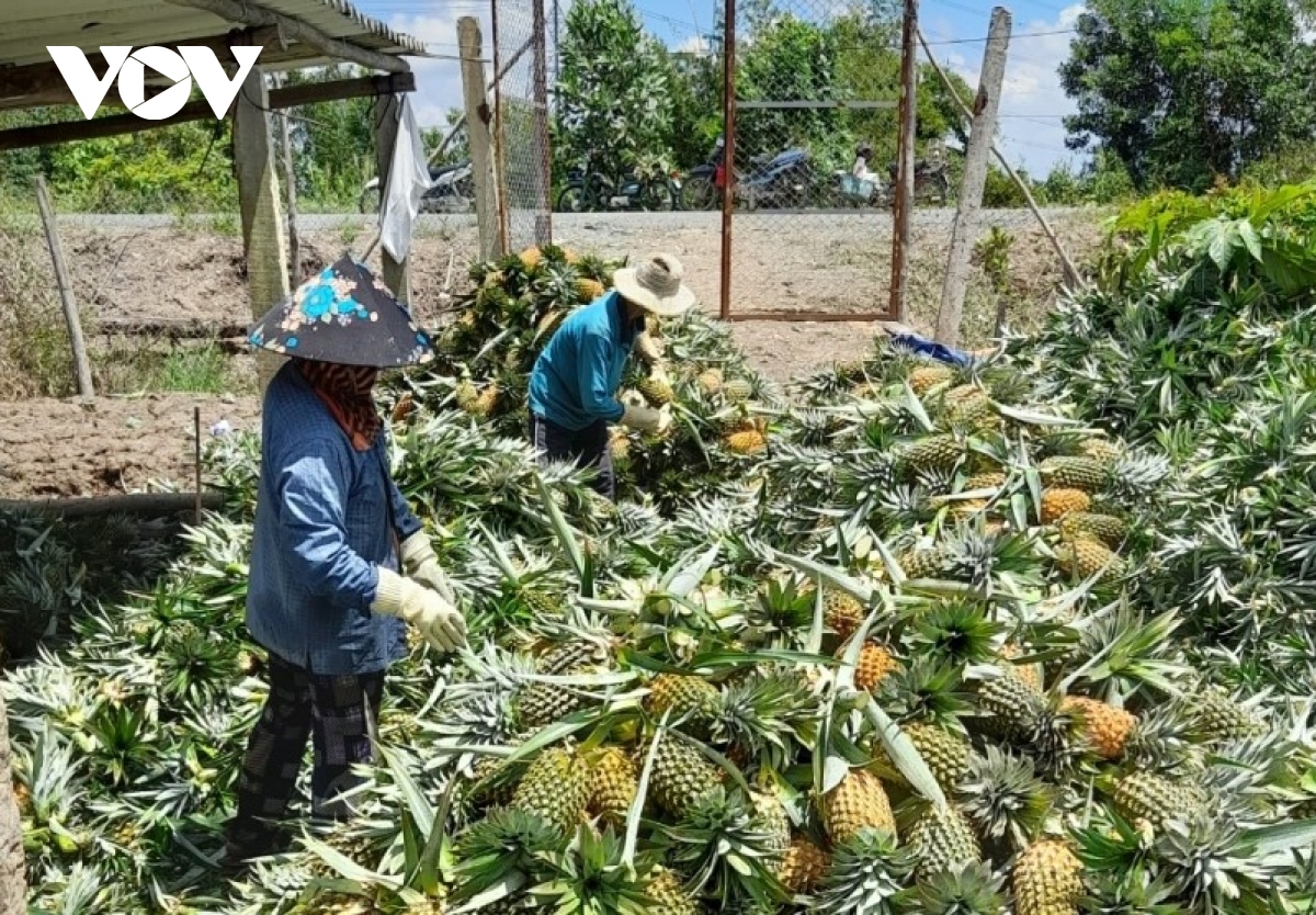 tien giang tich cuc bom nuoc bao ve 16.000 ha dua hinh anh 2